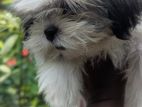 Shih Tzu Puppy