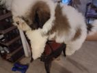 Shih Tzu Puppy