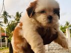 Shih Tzu Puppy