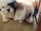 Shih Tzu Puppy