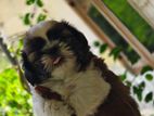 Shih Tzu Puppy