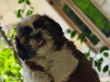 Shih Tzu Puppy