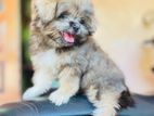 Shih Tzu Puppy