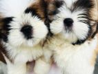 shih tzu puppy