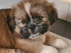 Shih Tzu Puppy