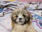 Shih Tzu Puppy