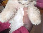 Shih Tzu Puppy