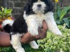 Shih Tzu Puppy