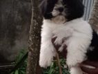 Shih Tzu Puppy