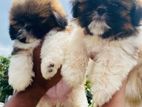 Shih Tzu Puppies