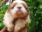 Shih Tzu Puppy