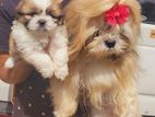 Shih Tzu Puppy