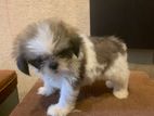 Shih Tzu Puppy