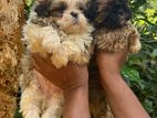 Shih Tzu Puppy