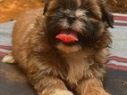 Shih Tzu Puppy