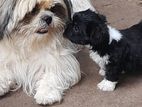 Shih Tzu Puppy