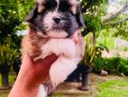 Shih Tzu Puppy