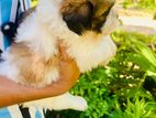 Shih Tzu Puppy