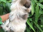 Shihtzu Puppy