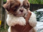 Shih Tzu Puppy