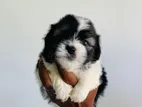 Shih Tzu Puppy