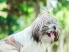Shih Tzu Puppy