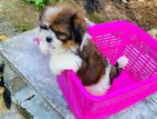Shih Tzu puppy
