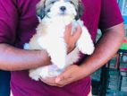 Shih Tzu Puppies