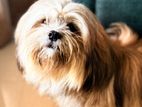Shih Tzu Puppy