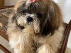 Shih Tzu Puppy