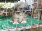Shih Tzu Puppy