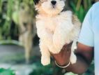 Shih tzu puppy