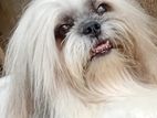 shih Tzu Puppy