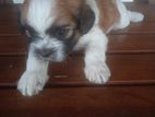 Shih Tzu Puppy