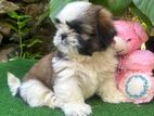Shih Tzu Puppies