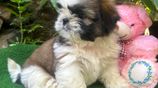 Shih Tzu Puppies