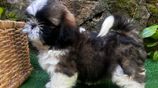 Shih Tzu Puppies