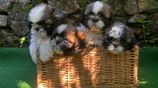 Shih Tzu Puppies