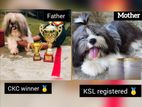 Shih Tzu Puppy (KASL Registered)