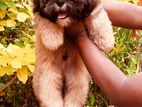 Shih Tzu Puppy