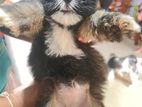 Shih Tzu Puppy