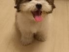 Shih Tzu Puppy