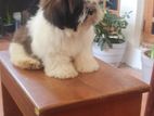 Shih Tzu Puppy