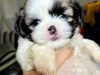 Shih tzu Puppies