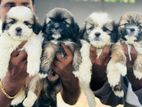 Shih Tzu Puppies