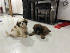 Shih Tzu Puppy