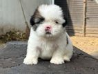 Shih Tzu Puppies