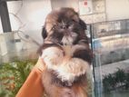 Shih Tzu Puppies