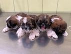 Shih Tzu Puppies