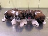 Shih Tzu Puppies